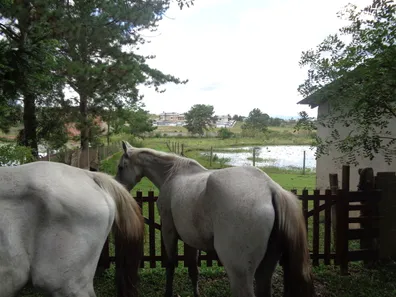 Fazenda / Sítio / Chácara com 3 Quartos à venda, 450m² no Itapira, Quatro Barras