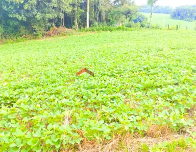 Fazenda / Sítio / Chácara com 1 Quarto à venda, 23600m² no Passaúna, Araucária