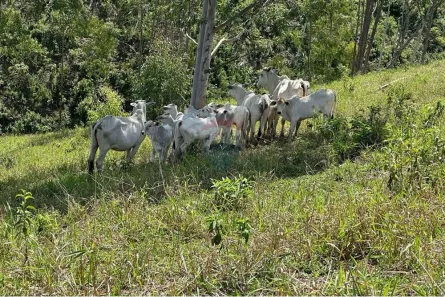 Fazenda / Sítio / Chácara à venda, 60m² no , Rio Bonito