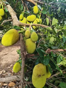 Fazenda / Sítio / Chácara com 3 Quartos à venda, 6100m² no , Vera Cruz