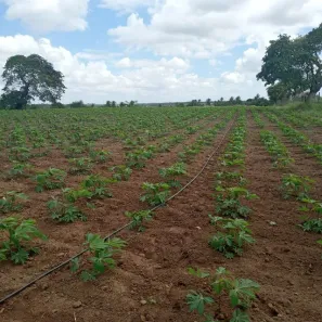 Fazenda / Sítio / Chácara com 3 Quartos à venda, 6000m² no , Vera Cruz