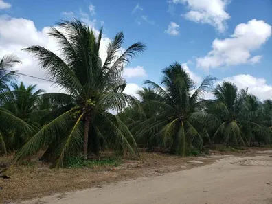 Fazenda / Sítio / Chácara com 4 Quartos à venda, 84000m² no , Vera Cruz