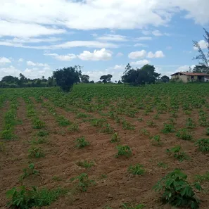Fazenda / Sítio / Chácara com 3 Quartos à venda, 6000m² no , Vera Cruz