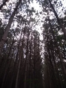 Fazenda / Sítio / Chácara à venda, 359370m² no , Rio Branco do Sul
