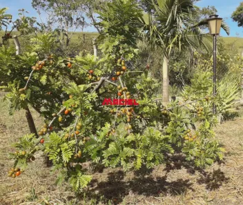 Fazenda / Sítio / Chácara com 3 Quartos à venda, 312m² no Chácara Marambaia, Caçapava