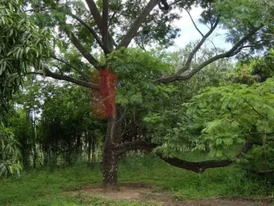 Fazenda / Sítio / Chácara com 3 Quartos à venda, 3000m² no , Sarapuí