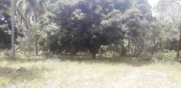 Terreno / Lote / Condomínio à venda, 10000m² no Várzea da Meira (Monte Gordo), Camaçari