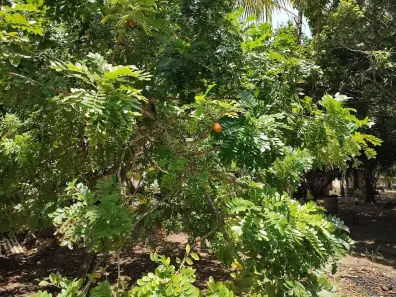 Fazenda / Sítio / Chácara com 3 Quartos à venda, 7000m² no , Satuba