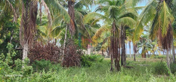Terreno / Lote / Condomínio à venda, 8500m² no Canavieiras, Canavieiras
