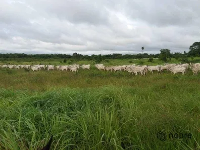 Fazenda / Sítio / Chácara com 3 Quartos à venda, 110m² no Gurupi, Gurupi