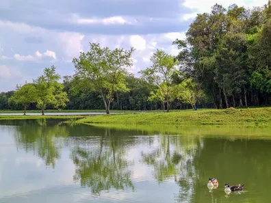Fazenda / Sítio / Chácara com 3 Quartos à venda, 11000m² no Guajuvira, Araucária