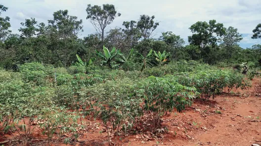 Fazenda / Sítio / Chácara com 3 Quartos à venda, 29400m² no , Brasília