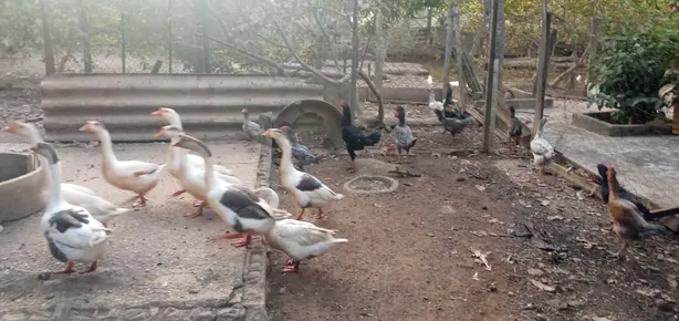 Fazenda / Sítio / Chácara com 6 Quartos à venda, 6000m² no Área Rural de Santo Antônio do Descoberto, Santo Antônio do Descoberto