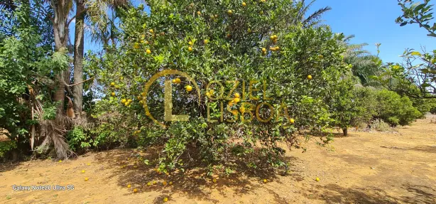 Fazenda / Sítio / Chácara com 3 Quartos à venda, 20000m² no Brazlândia, Brasília