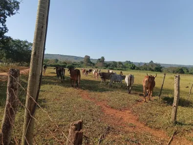 Fazenda / Sítio / Chácara à venda, 20000m² no Jardim Lago Azul, Novo Gama