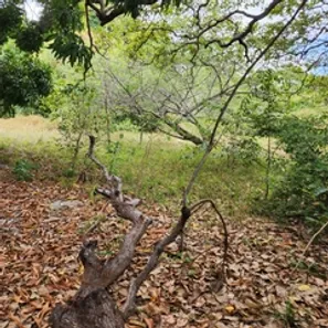 Terreno / Lote / Condomínio para alugar, 9800m² no Coaçu, Eusébio