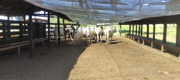 Fazenda / Sítio / Chácara à venda, 300m² no Centro, Itapecuru Mirim