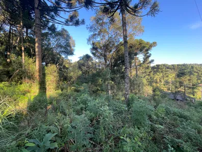 Fazenda / Sítio / Chácara à venda, 5500m² no Pacotuba, Almirante Tamandaré