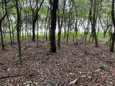 Terreno / Lote / Condomínio à venda, 53000m² no , Joanópolis