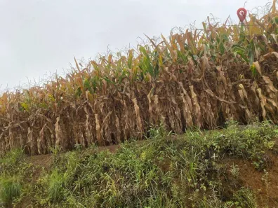Fazenda / Sítio / Chácara à venda, 54000m² no , Tijucas do Sul