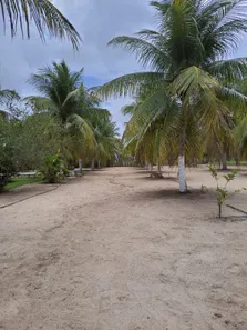 Fazenda / Sítio / Chácara com 3 Quartos à venda, 16000m² no , Vera Cruz