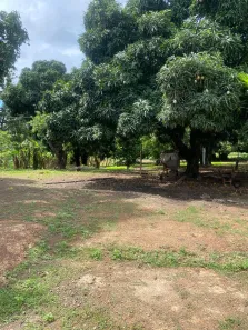 Fazenda / Sítio / Chácara com 3 Quartos à venda, 500000m² no Setor Nordeste, Formosa