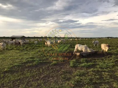 Fazenda / Sítio / Chácara com 3 Quartos à venda, 800m² no Bela Vista, Paraíso do Tocantins