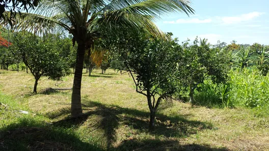 Fazenda / Sítio / Chácara com 5 Quartos à venda, 273m² no Manoel Ribeiro (Ponta Negra), Maricá