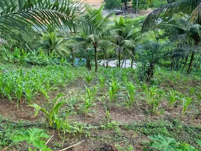 Terreno / Lote / Condomínio à venda, 12000m² no Coqueiros de Monte Gordo (Monte Gordo), Camaçari