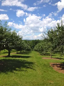 Terreno / Lote / Condomínio à venda, 1000m² no , Alumínio