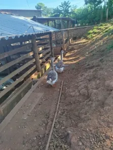 Fazenda / Sítio / Chácara com 3 Quartos à venda, 24000m² no , Nerópolis