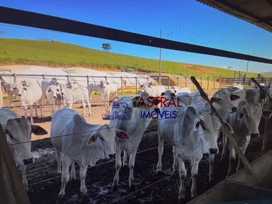 Fazenda / Sítio / Chácara com 5 Quartos à venda, 2565200m² no Chácara Marambaia, Caçapava