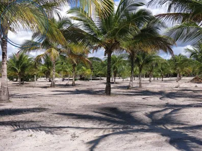 Terreno / Lote / Condomínio à venda, 28648m² no Canavieiras, Canavieiras