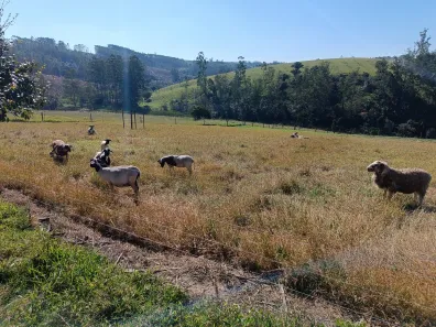 Fazenda / Sítio / Chácara com 2 Quartos à venda, 210m² no , Pilar do Sul