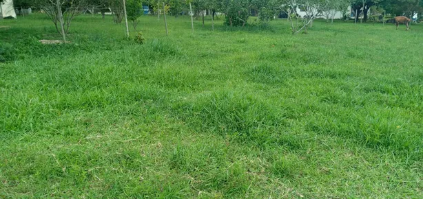 Fazenda / Sítio / Chácara com 6 Quartos à venda, 20000m² no Núcleo Rural Lago Oeste, Brasília