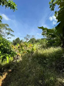 Fazenda / Sítio / Chácara com 3 Quartos à venda, 3400m² no Chácaras Recanto do Engenho, Ibiporã