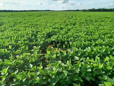 Fazenda / Sítio / Chácara à venda, 21538000m² no , Pedro Afonso