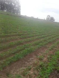 Fazenda / Sítio / Chácara com 2 Quartos à venda, 90m² no , Pilar do Sul
