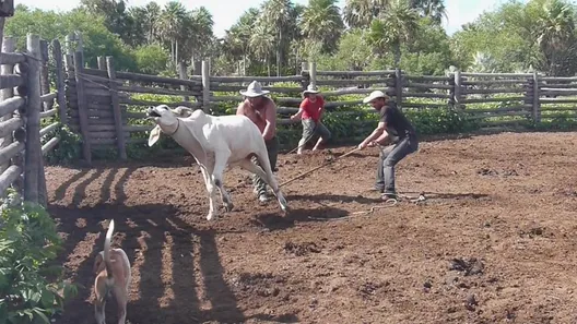 Fazenda / Sítio / Chácara com 3 Quartos à venda, 56690000m² no , Porto Murtinho