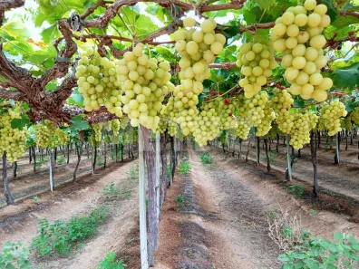 Fazenda / Sítio / Chácara à venda, 70000m² no , Petrolina