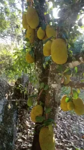 Fazenda / Sítio / Chácara com 1 Quarto à venda, 6800m² no , Piedade