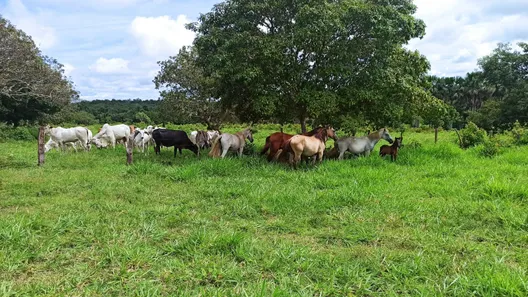 Fazenda / Sítio / Chácara com 3 Quartos à venda, 310000000m² no , Paraíso do Tocantins
