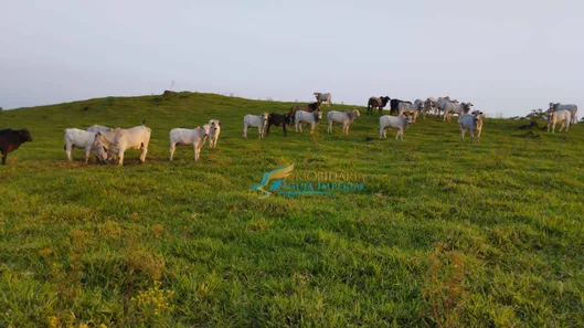 Fazenda / Sítio / Chácara à venda, 242000m² no , Guaraniaçu