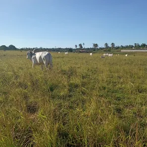 Fazenda / Sítio / Chácara com 3 Quartos à venda, 170000m² no , Vera Cruz