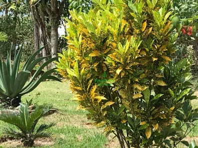 Fazenda / Sítio / Chácara com 4 Quartos à venda, 500m² no Serra do Sambê, Rio Bonito