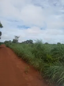 Fazenda / Sítio / Chácara à venda, 50m² no , Pium