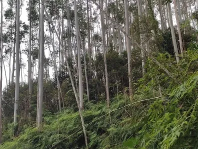 Terreno / Lote / Condomínio à venda, 65228m² no São João Batista, São João Batista