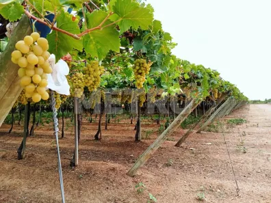 Fazenda / Sítio / Chácara à venda, 70000m² no , Petrolina