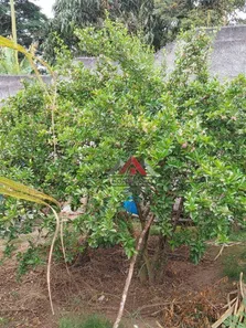 Terreno / Lote / Condomínio à venda, 1225m² no Jardim Chácara Méa, Suzano