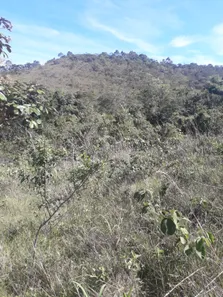 Fazenda / Sítio / Chácara à venda, 20000m² no Jardim Roriz, Brasília